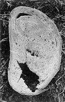 K.Wojciechowski 'Chleb 1'